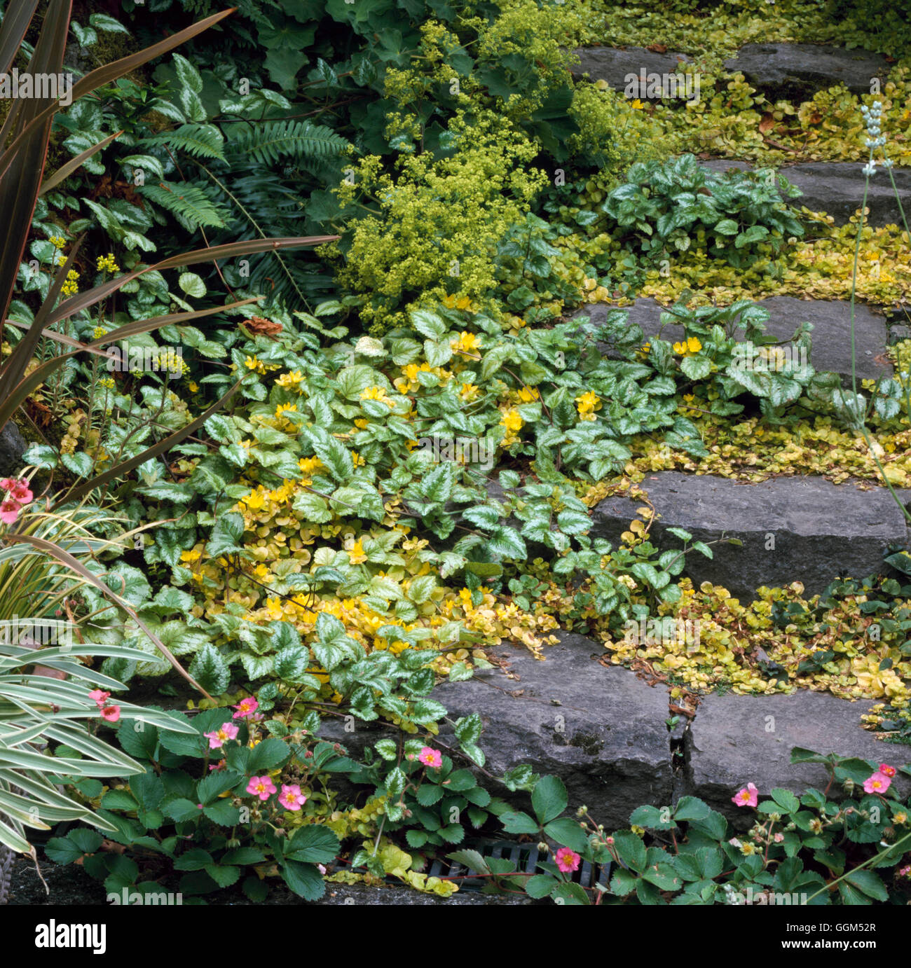 Steps - with Fragaria  Lysimachia and Lamium - (Garden of Selby Key  Portland  USA)   STE101774 Stock Photo