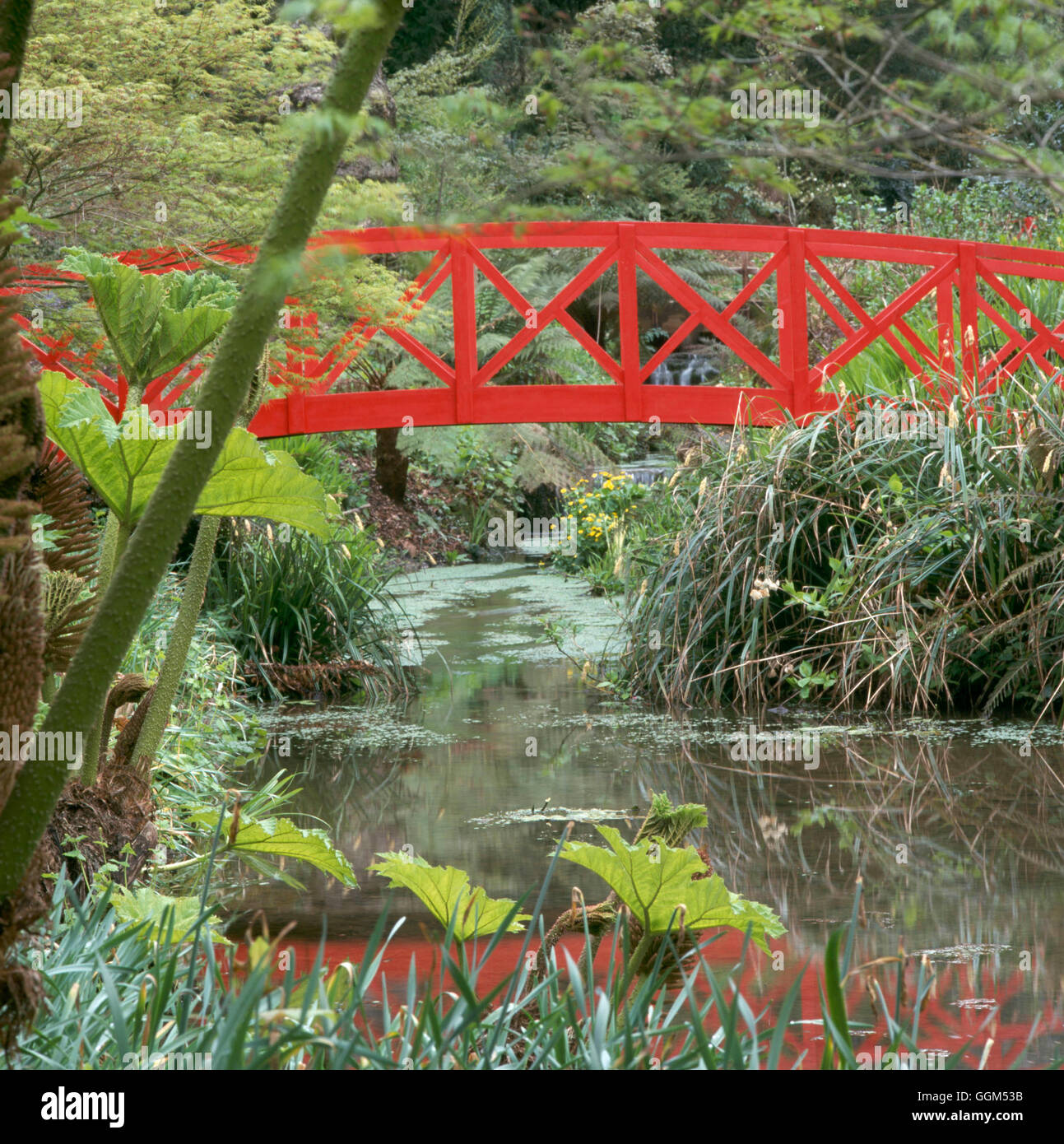 Stream - (Please credit: Photos Hort/Abbotsbury Gdns)   STM096862 Stock Photo