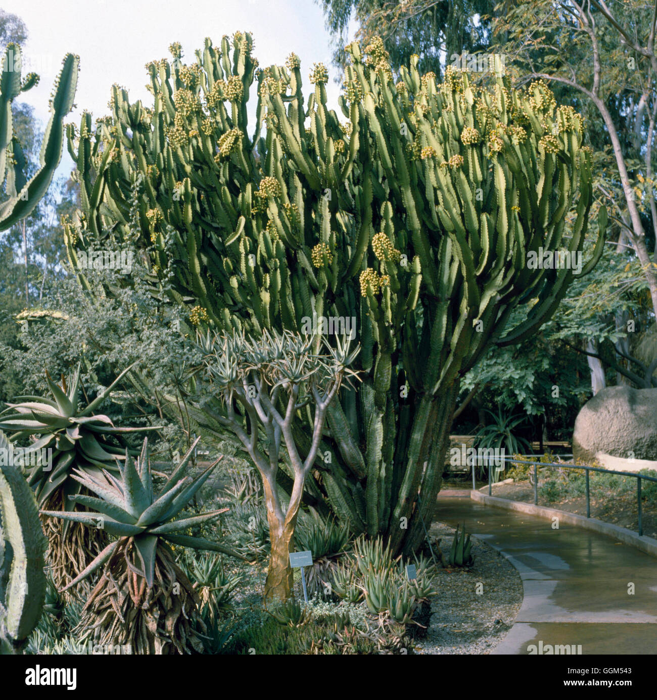 Euphorbia ingens Candelabra Tree SUC027889 Stock Photo Alamy