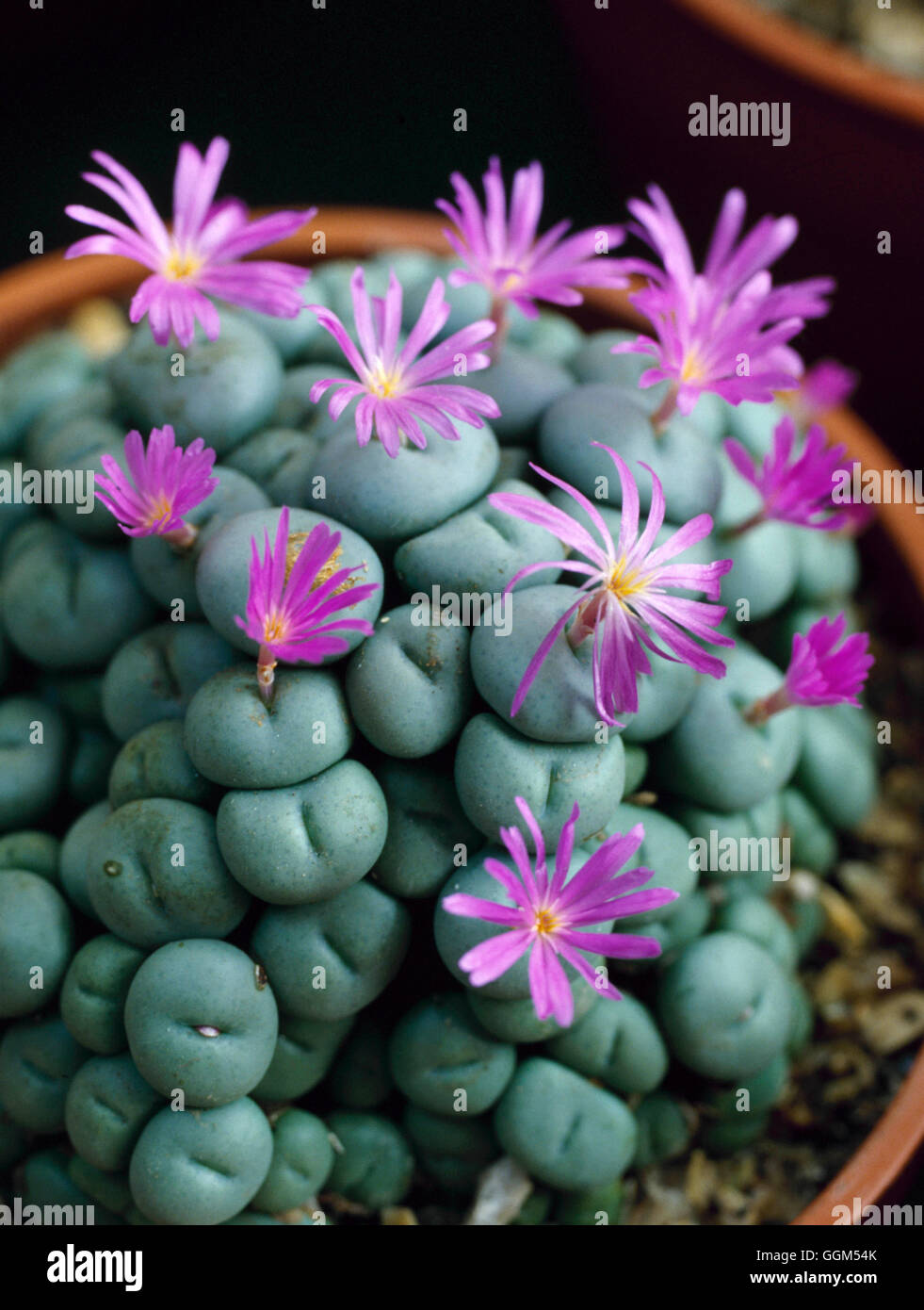 Conophytum pearsonii   SUC059622 Stock Photo