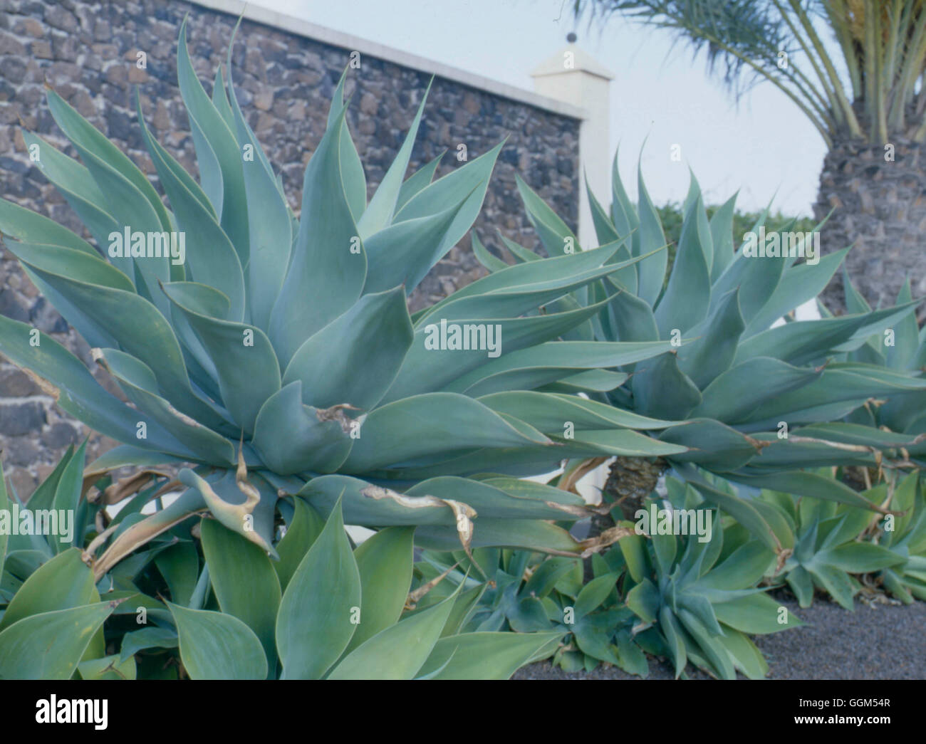 Agave attenuata SUC061036 Stock Photo - Alamy
