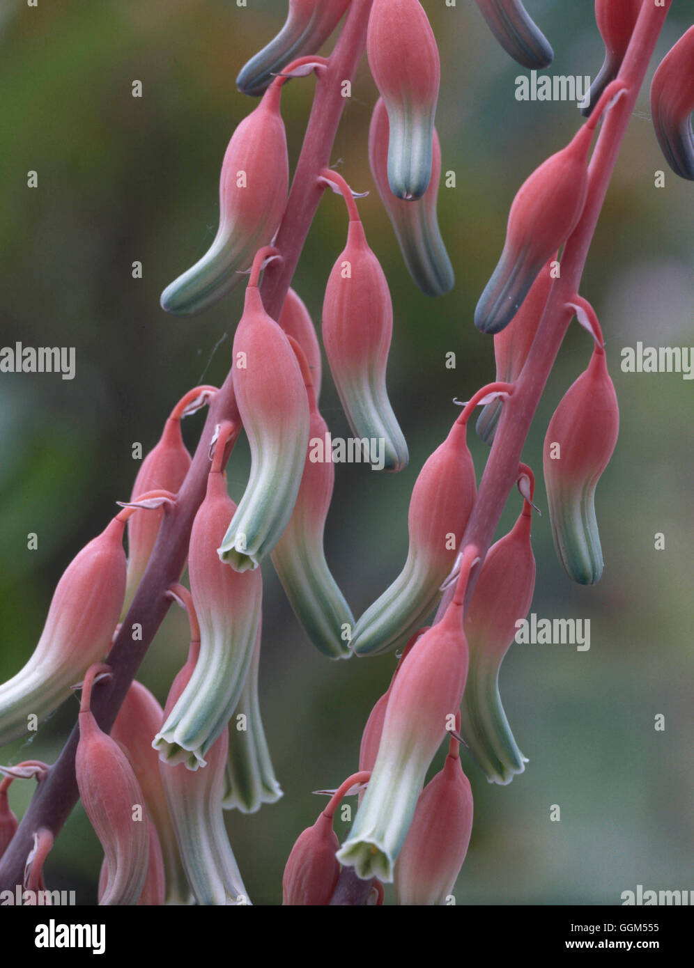 Gasteria bicolor - showing close-up of flowers   SUC069225 Stock Photo