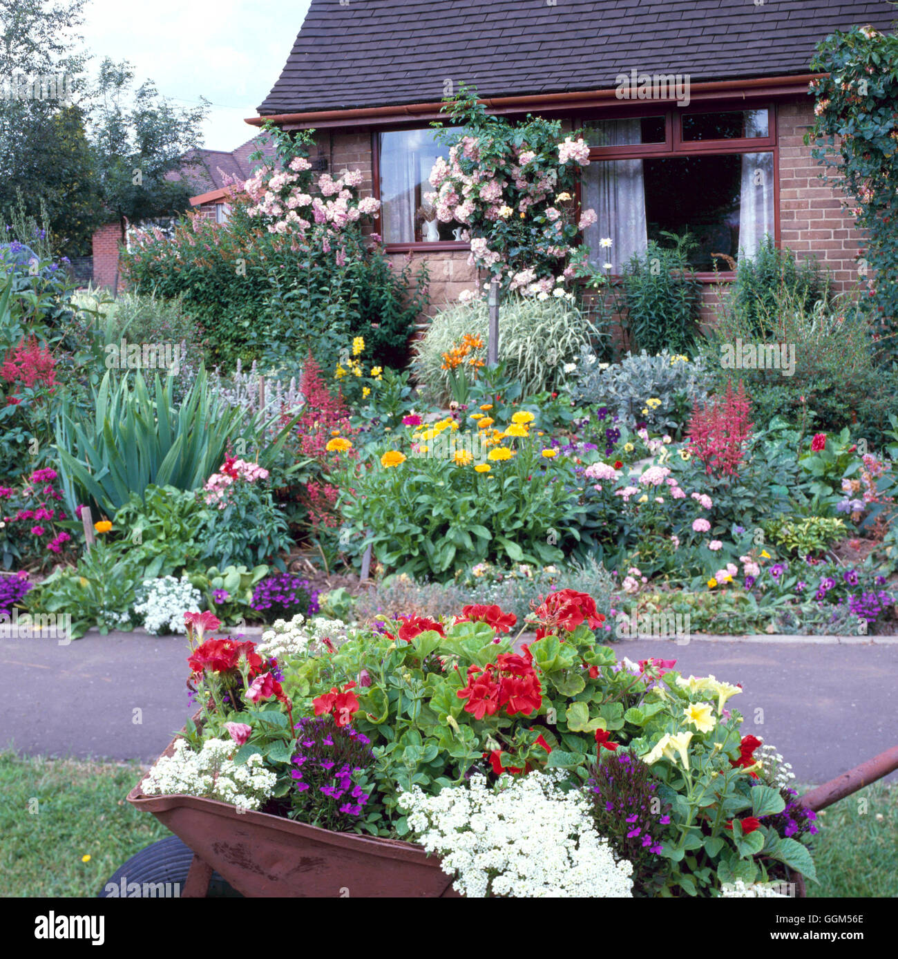 Summer Garden - with annual bedding amongst perennials and roses   SUM023147     Photos Horticultura Stock Photo