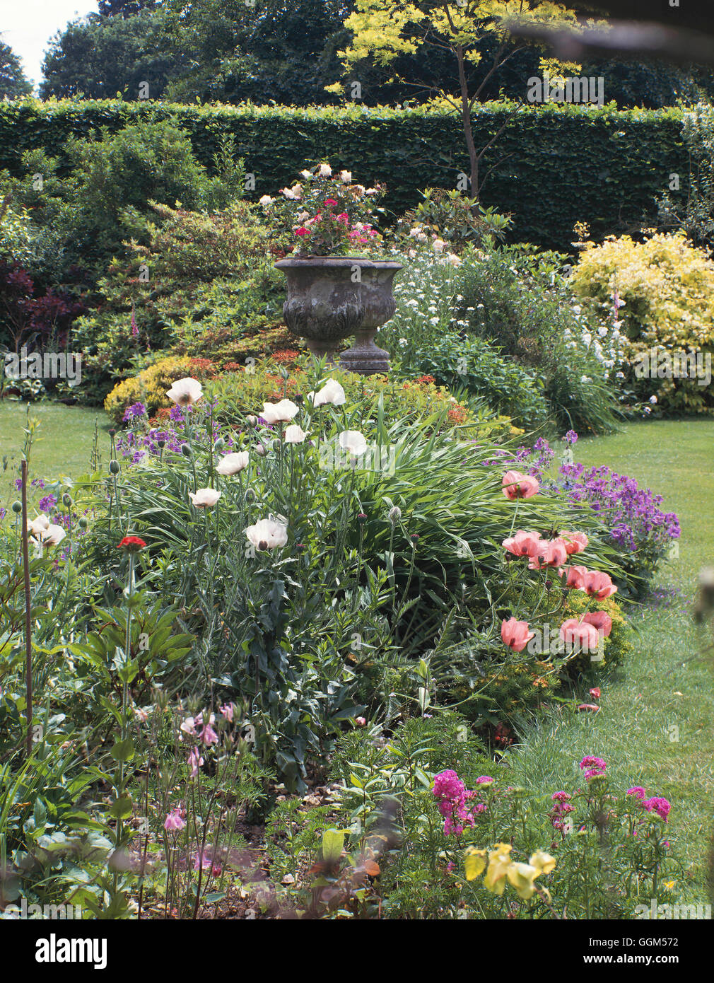 Garden poppies hi-res stock photography and images - Alamy