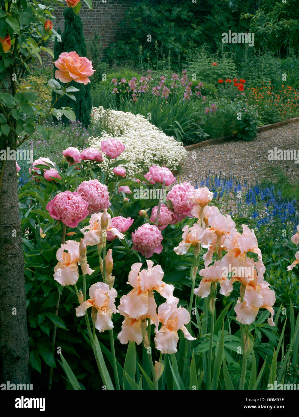 Summer Garden- - with Rose  Paeonia and Iris   SUM110774 Stock Photo