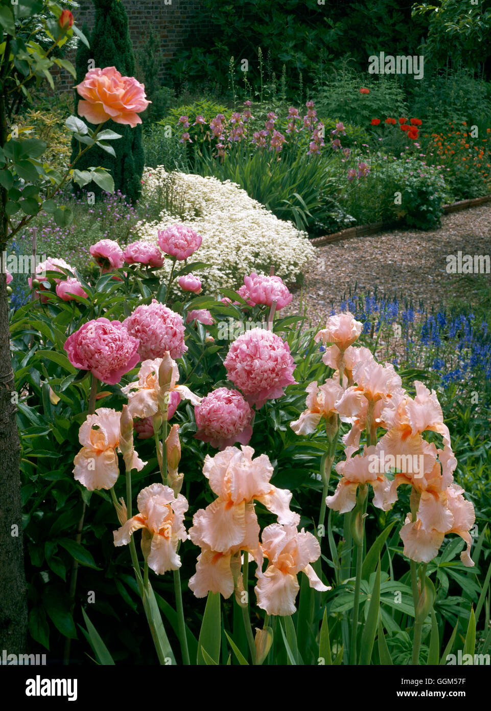 Summer Garden- with Rose  Paeonia and Iris   SUM110775 Stock Photo