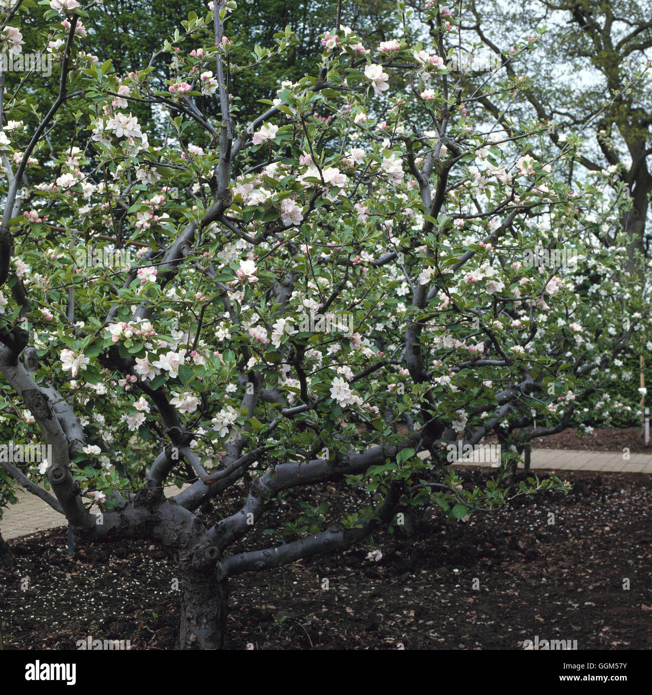 Training - Misc - Dwarf bush Apple 'Kings Acre Pippin'   TAS006033 Stock Photo