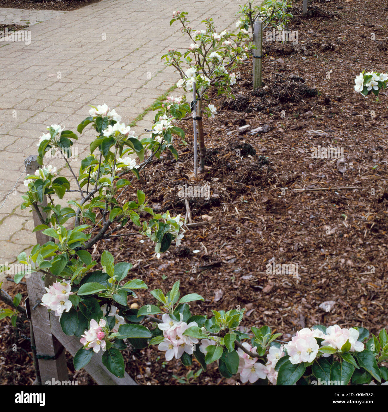 Step over apple trees hi-res stock photography and images - Alamy