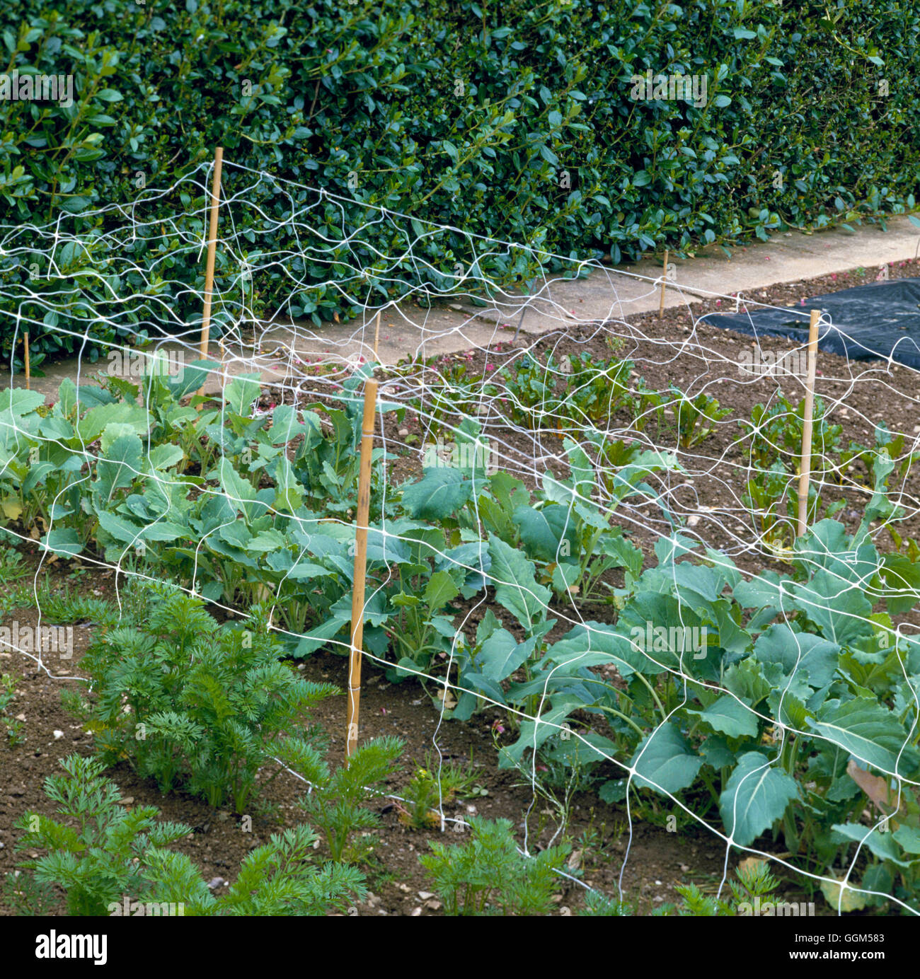 Protection Against Pests - Netting Over Brassica crop   TAS006577 Stock Photo