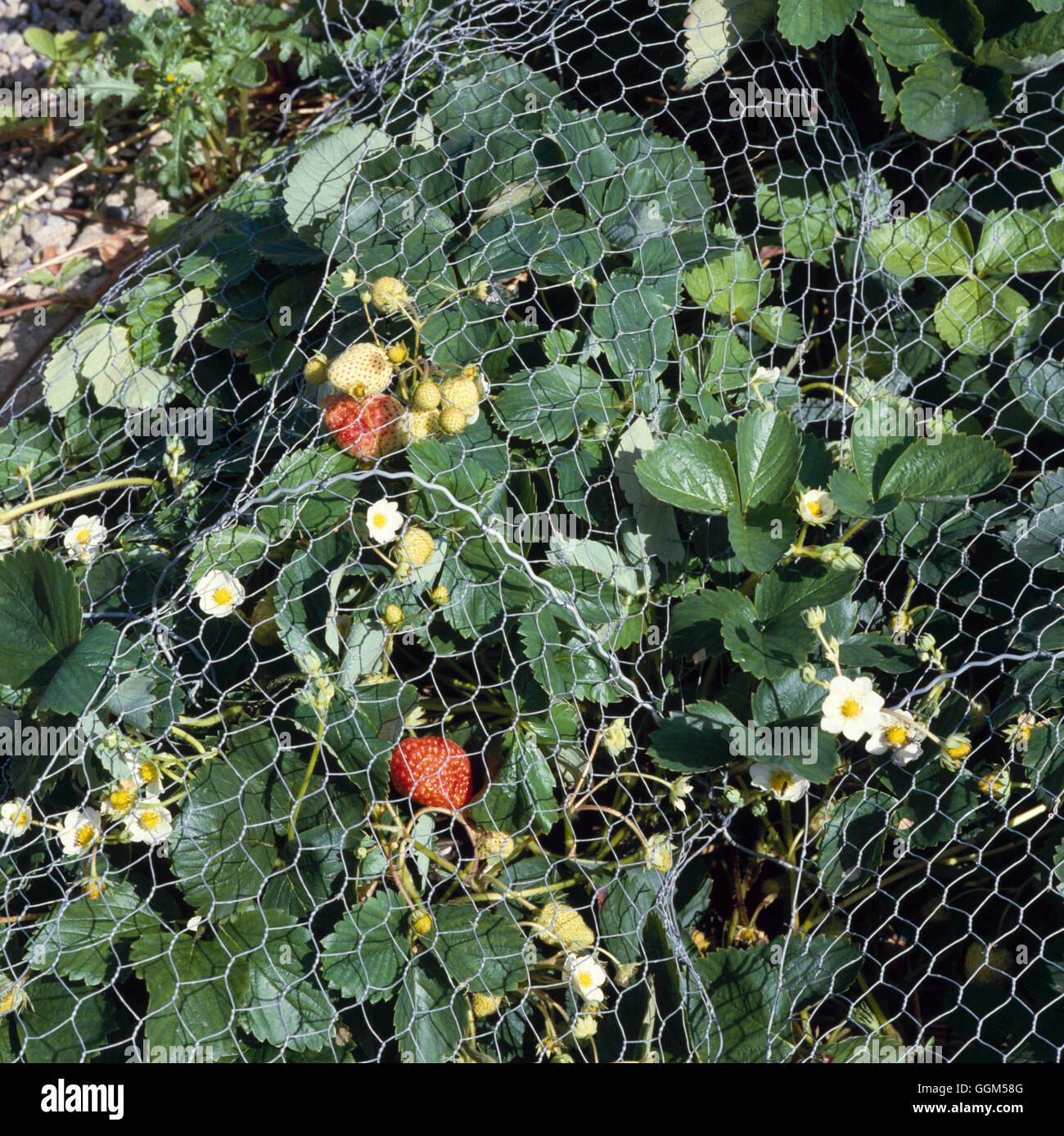 Protection Against Pests - Strawberries protected from birds by wire-netting. (Strawberry `Bogota')   TAS012485  Compu Stock Photo