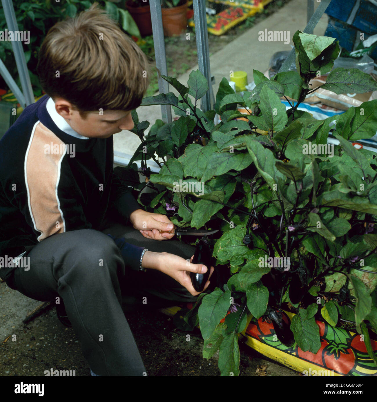 Gathering - Vegetables - Aubergines from plants in grow-bag   TAS021861 Stock Photo