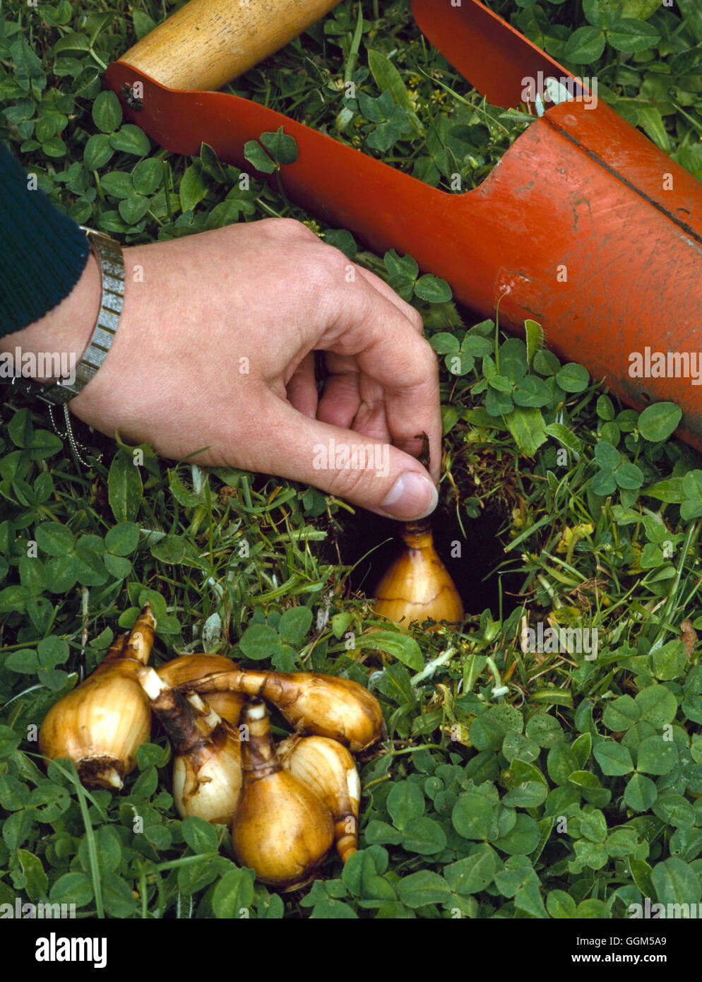 Planting Bulbs in grass (Narcissus) TAS022941 Stock Photo Alamy