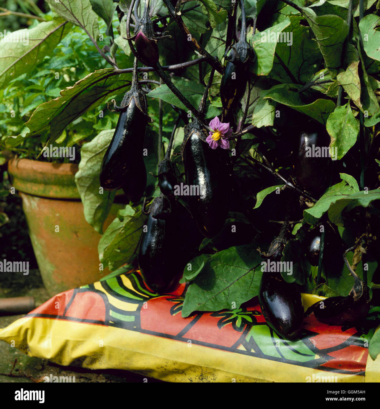Grow-bag - planted with Aubergines   TAS024671 Stock Photo