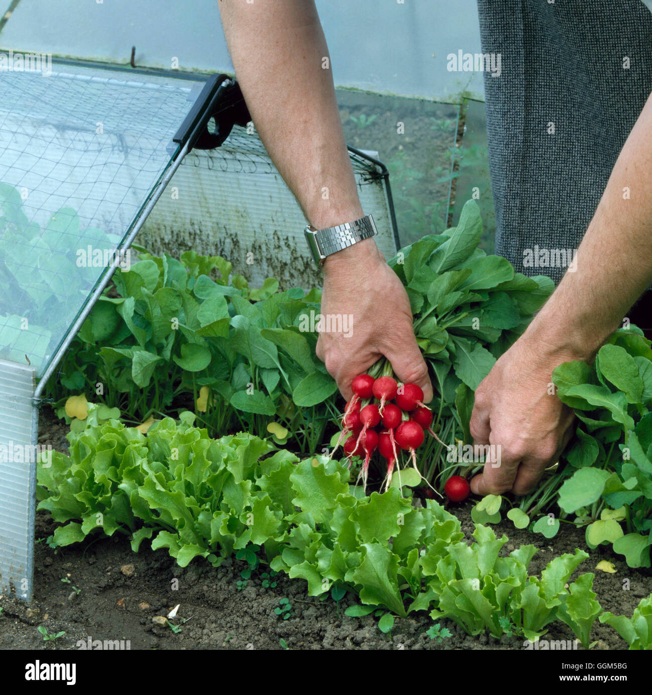 Cloches - Radishes grown as a catch crop between lettuces under cloches.   TAS028543     Photos Hort Stock Photo
