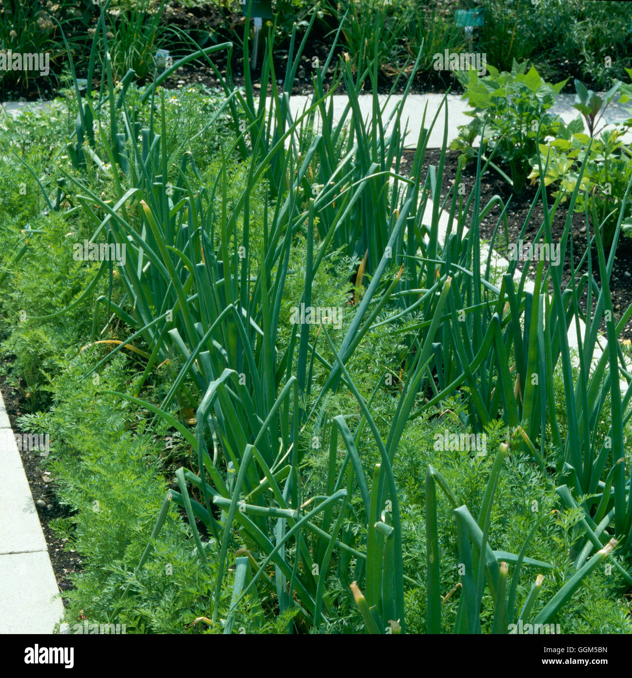 Catch Crop Onions growing between Carrots TAS030170 Stock Photo Alamy
