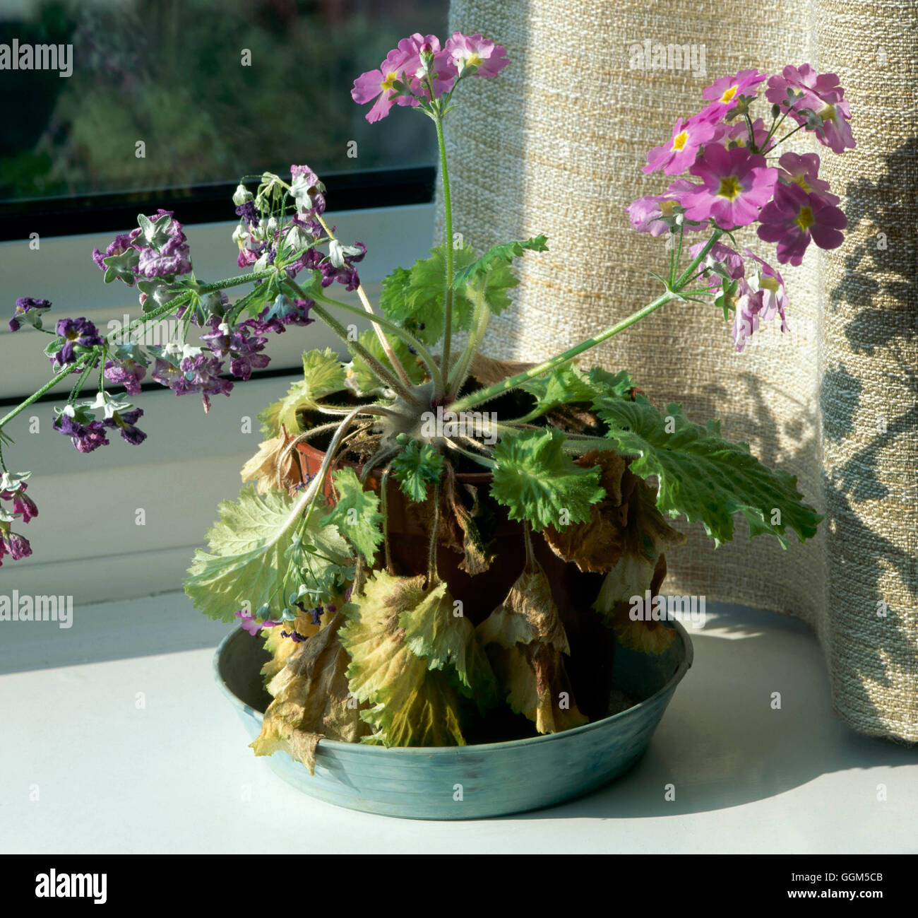 Houseplant Problems - Overwatering (Primula)   TAS032471 Stock Photo