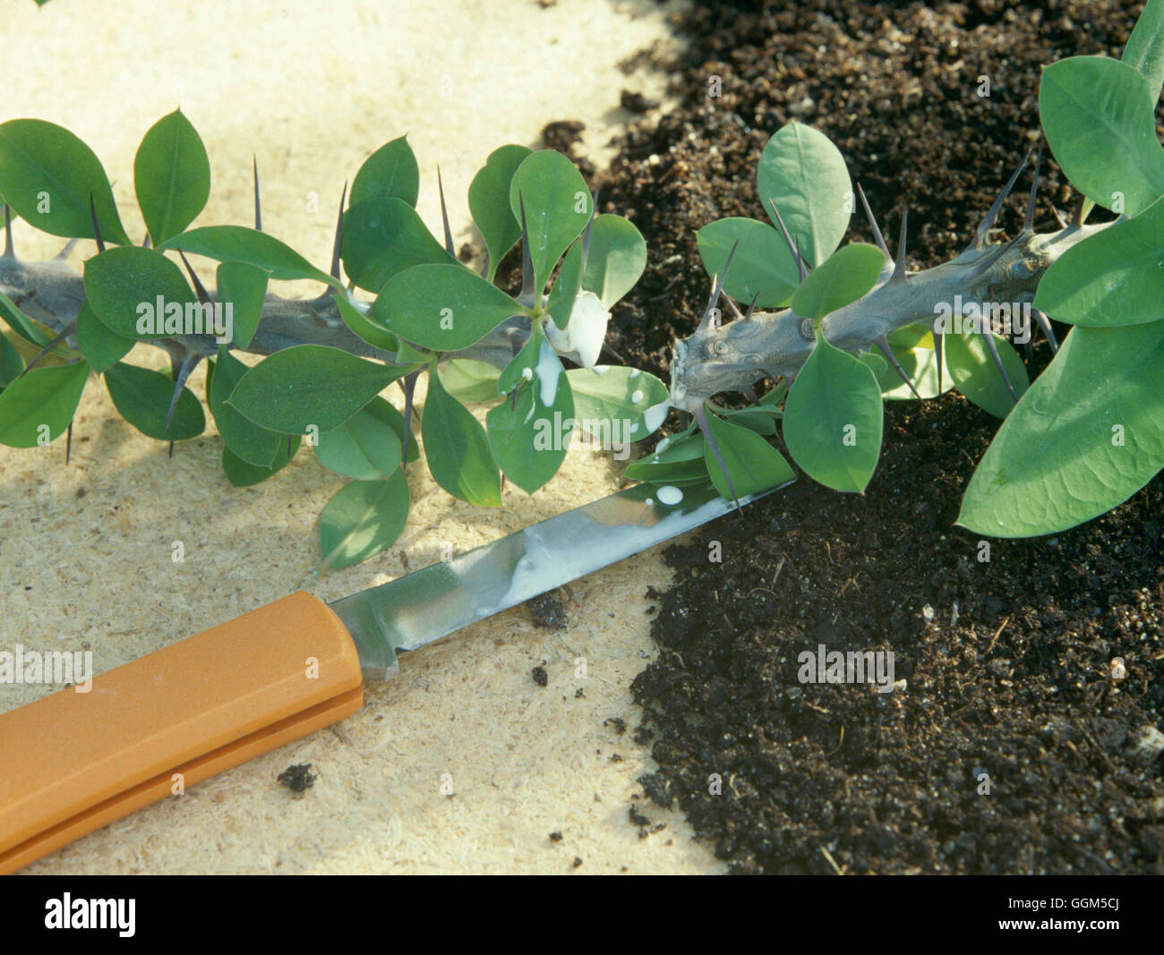 Cuttings - Euphorbia millii cuttings bleeding   TAS033814 Stock Photo