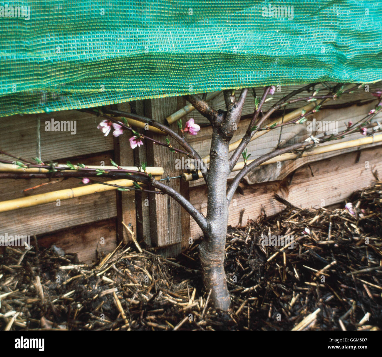 Mulch of manure around fruit tree (also protective netting covering top to prevent frost