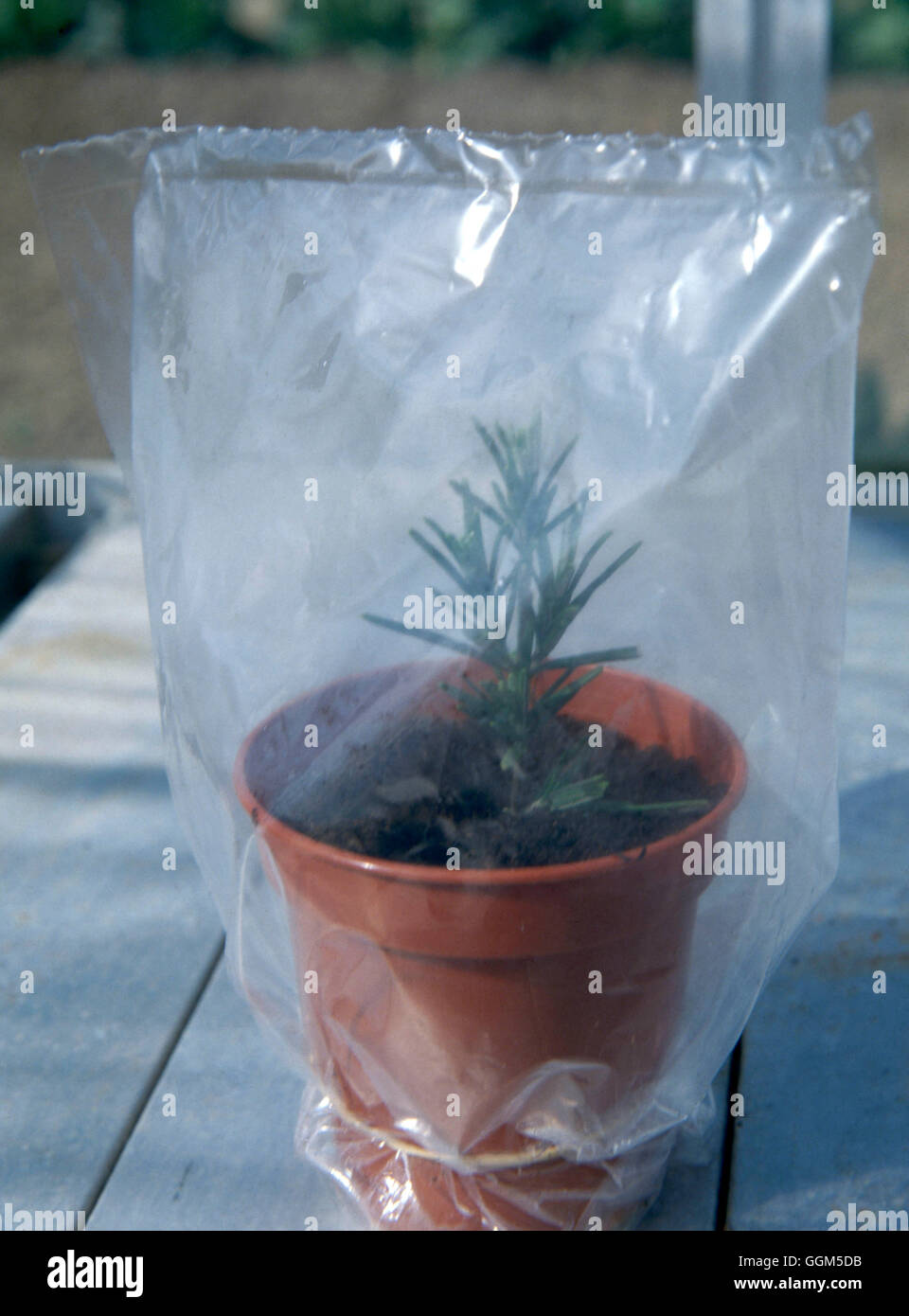 Propagation - Rosemary cuttings enclosed in polythene bag to retain moisture   TAS035726     Photos Stock Photo