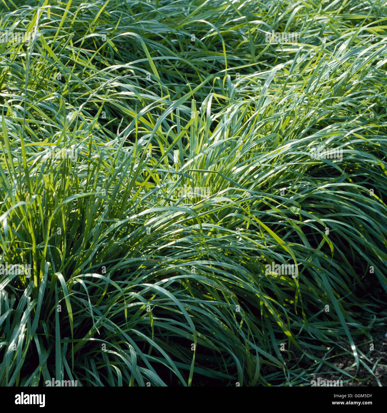 Compost - Green Manure - Italian Ryegrass- - (Lolium multiflorum)   TAS037626     Photos Horticultur Stock Photo