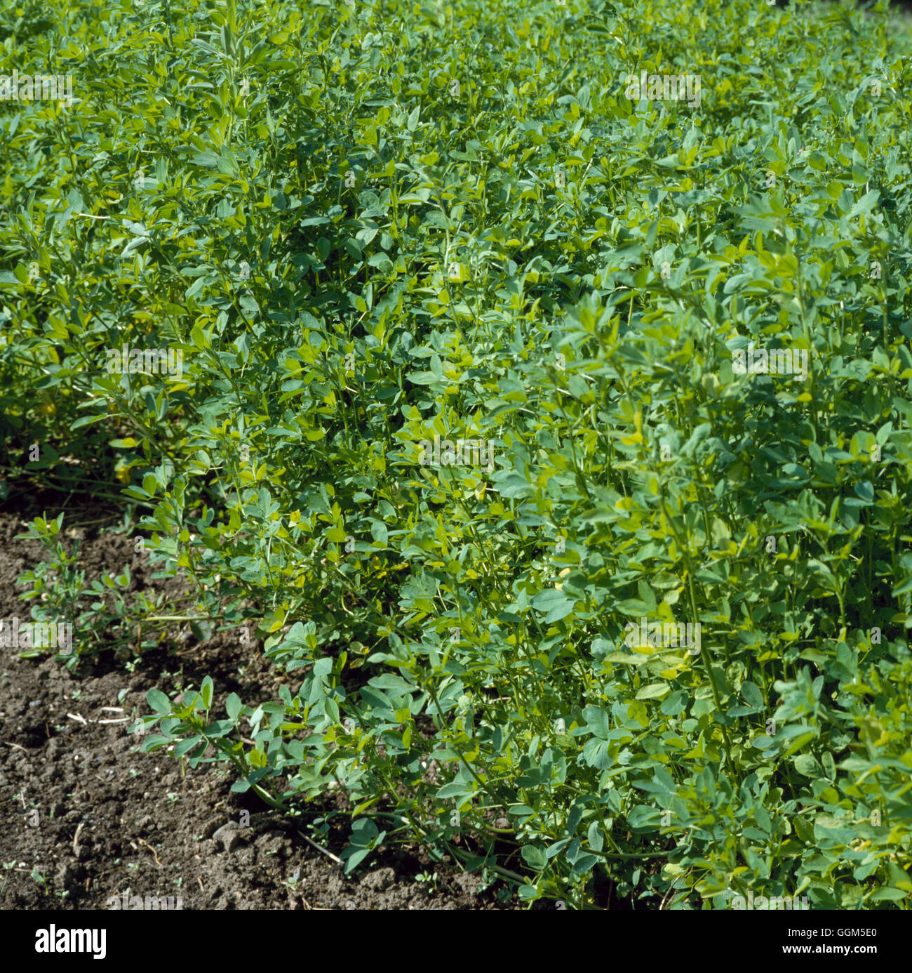Compost Green Manure Lucerne (Medicago sativa). TAS037628 Stock