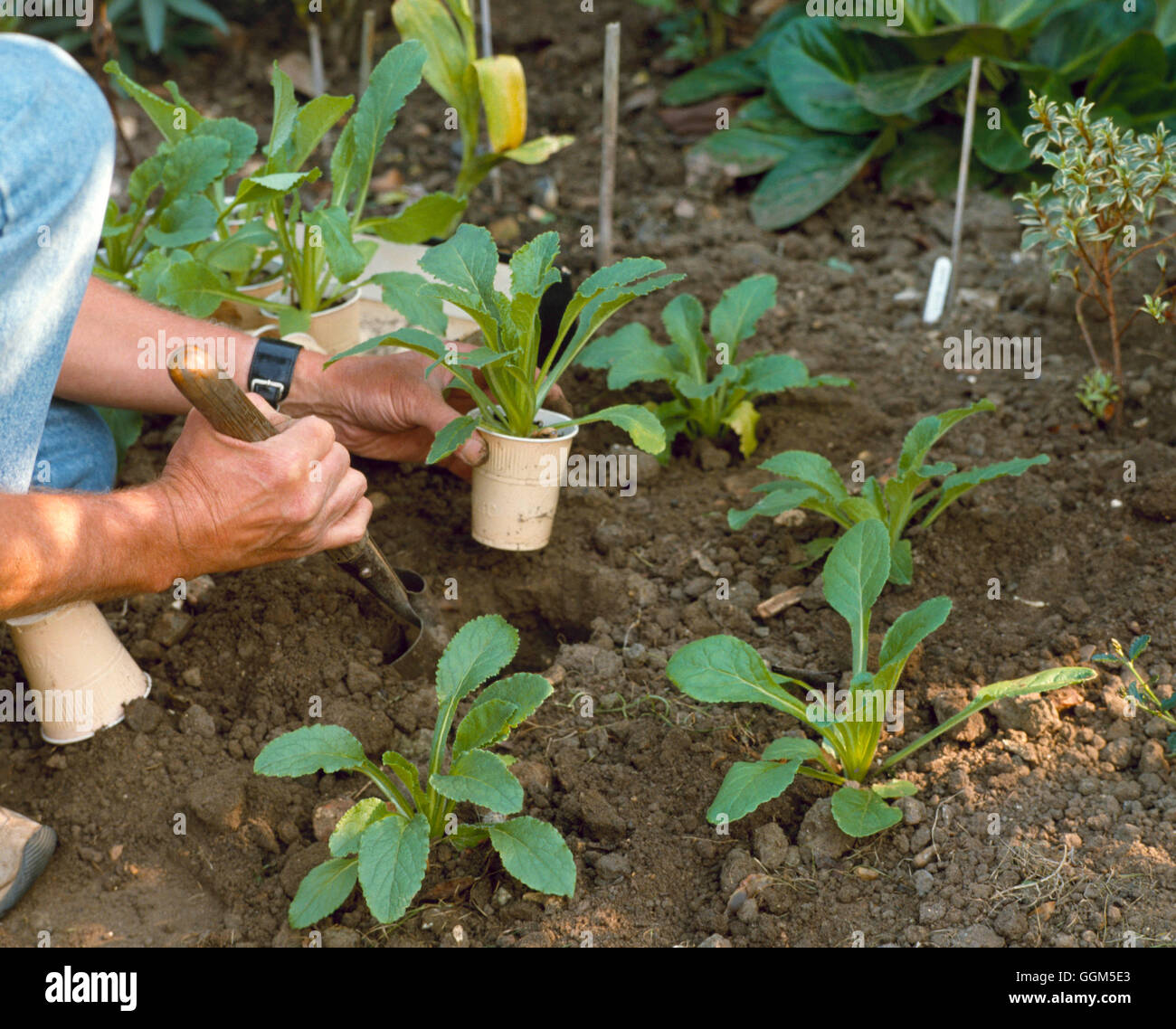Planting - Biennials - Canterbury Bells (Campanula medium)   TAS038195 Stock Photo
