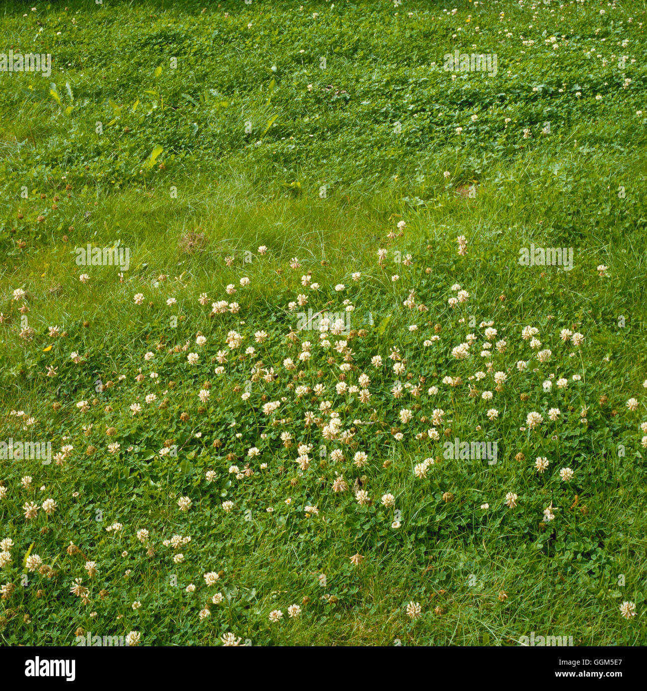 Lawn Problem: - White/Dutch Clover- - (Trifolium repens)   TAS038320 Stock Photo