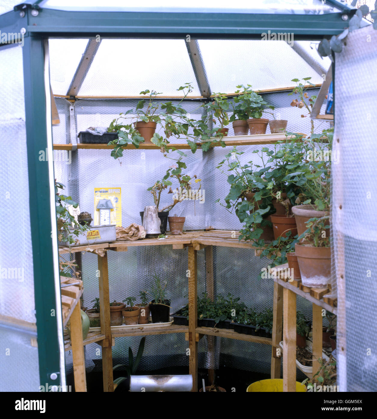 Greenhouse maintenance  Insulate glasshouse with bubble plastic in winter  Date: 15.07.08  TAS040715  COMPULSORY CREDI Stock Photo