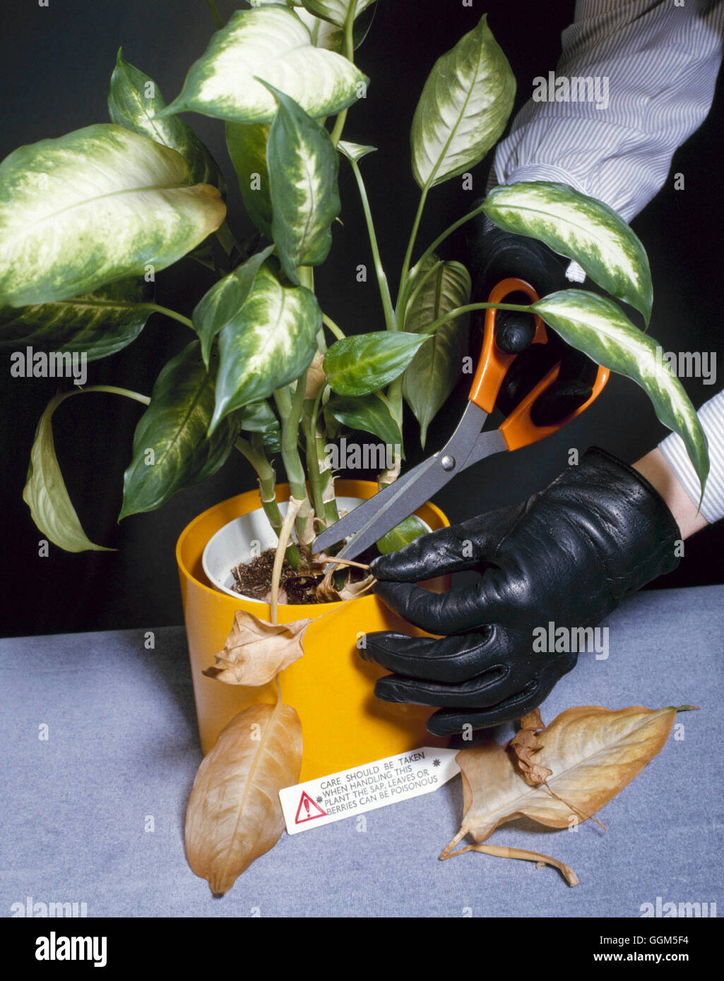 Are Dead Leaves Poisonous To Dogs