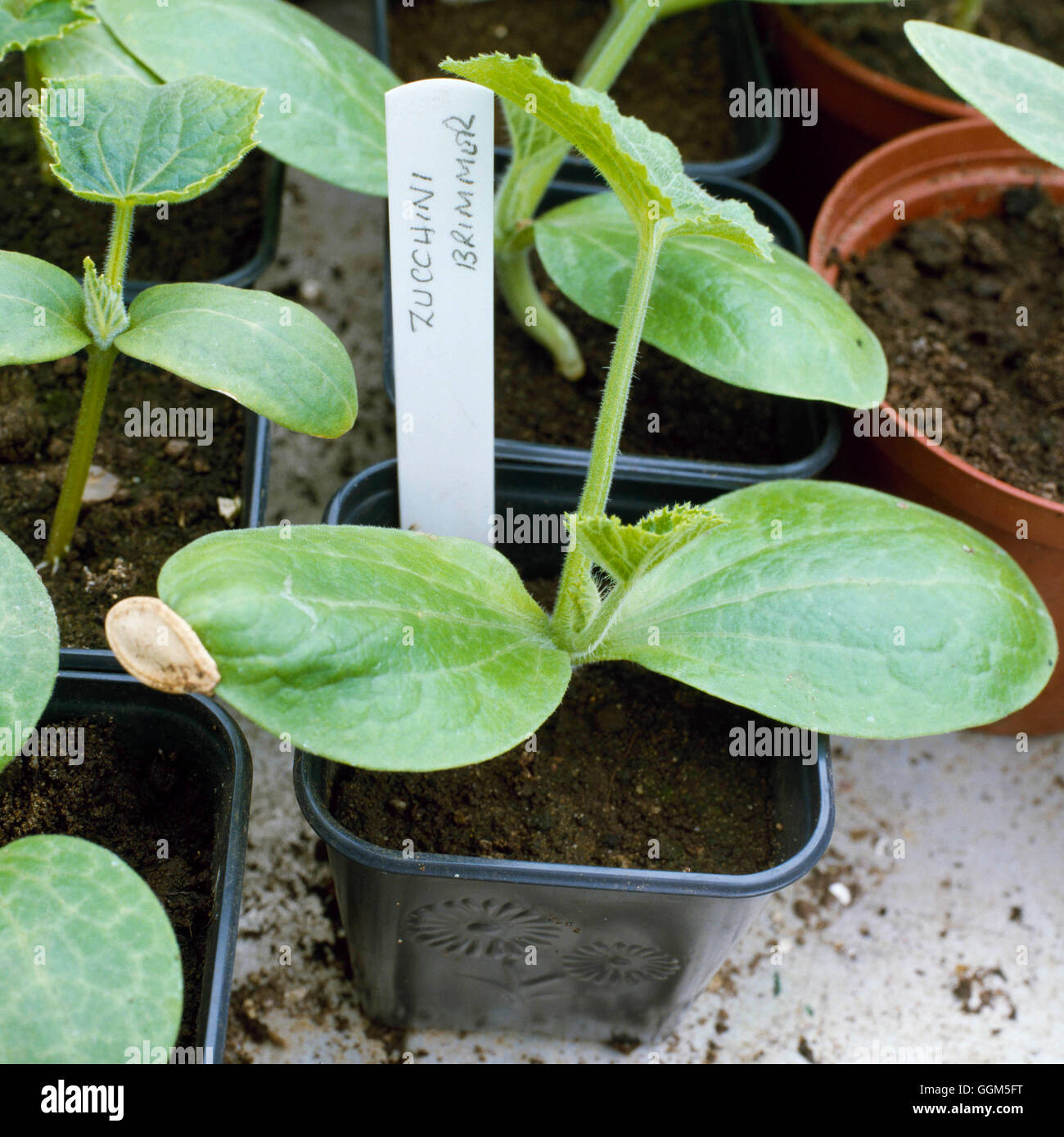 Seedlings Courgette with seed case still attached to seed leaves