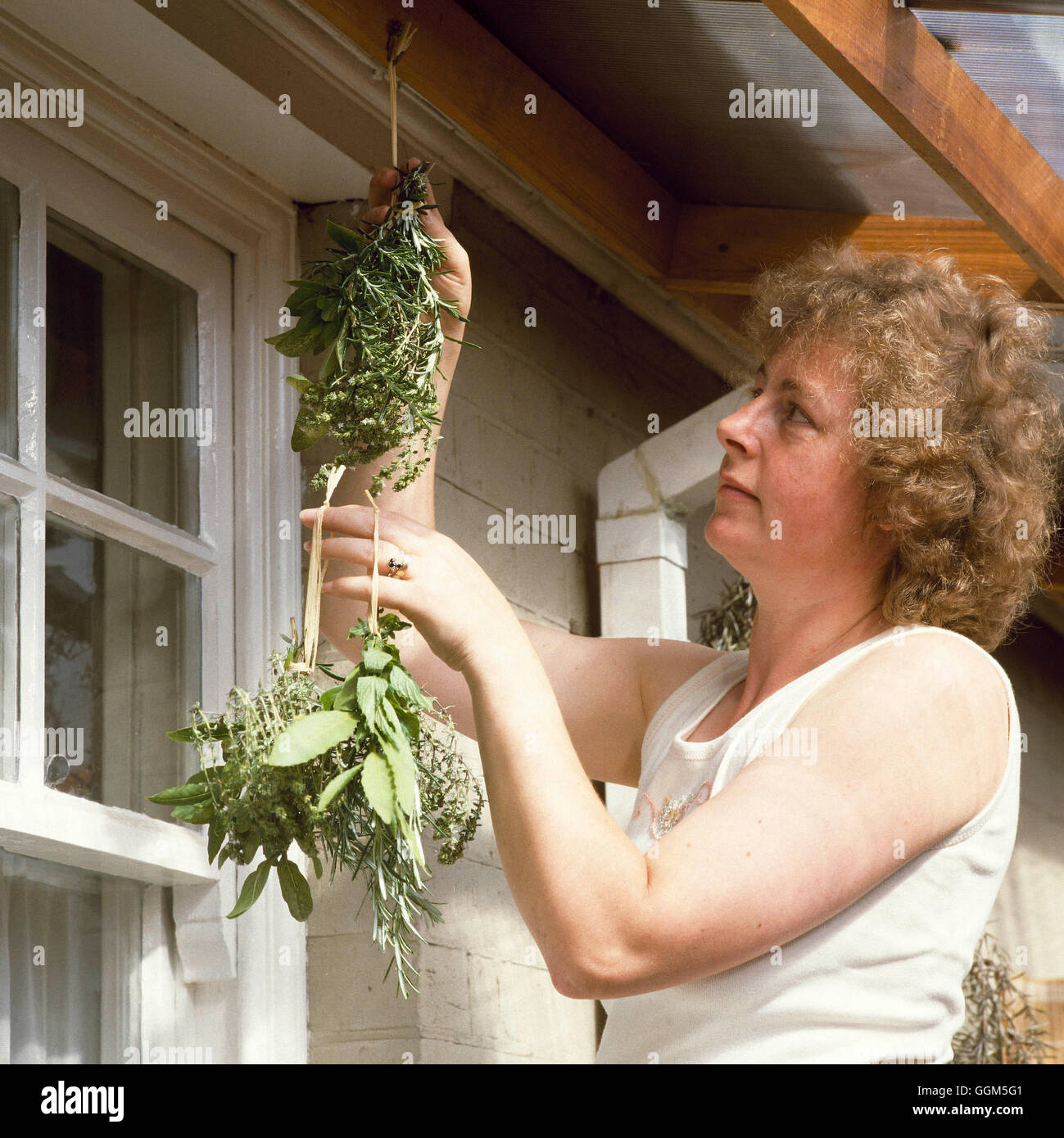 Drying Off - Herbs - by hanging them up in conservatory.   TAS044800 Stock Photo