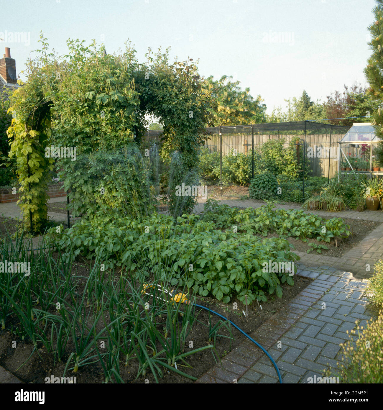 Watering - the Vegetable Plot   TAS059388 Stock Photo