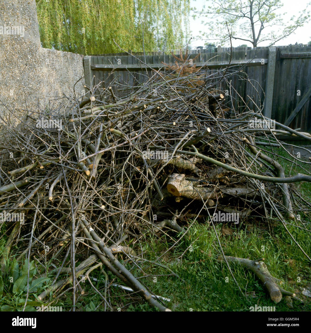 Garden Clearance - Heap of prunings ready to be cleared.   TAS061573 Stock Photo