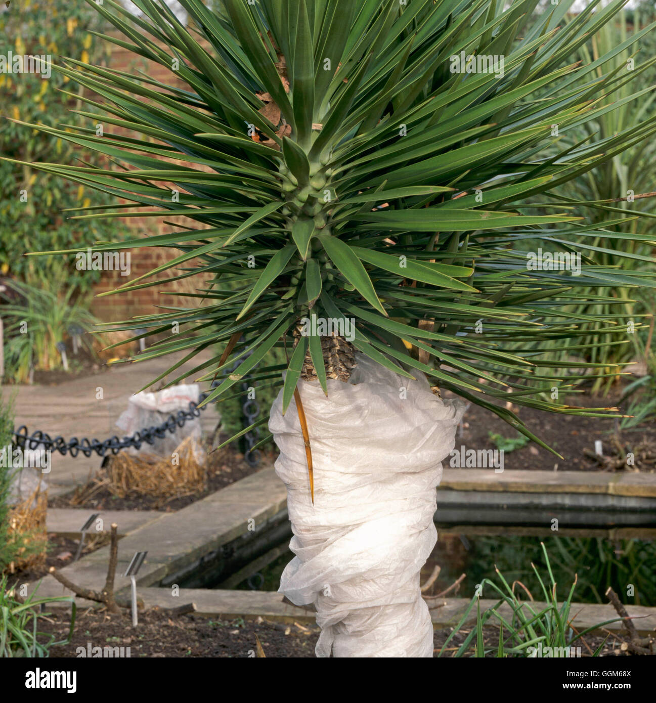 Protection - of Yucca aloifolia against frost and winter wet   TAS100431 Stock Photo