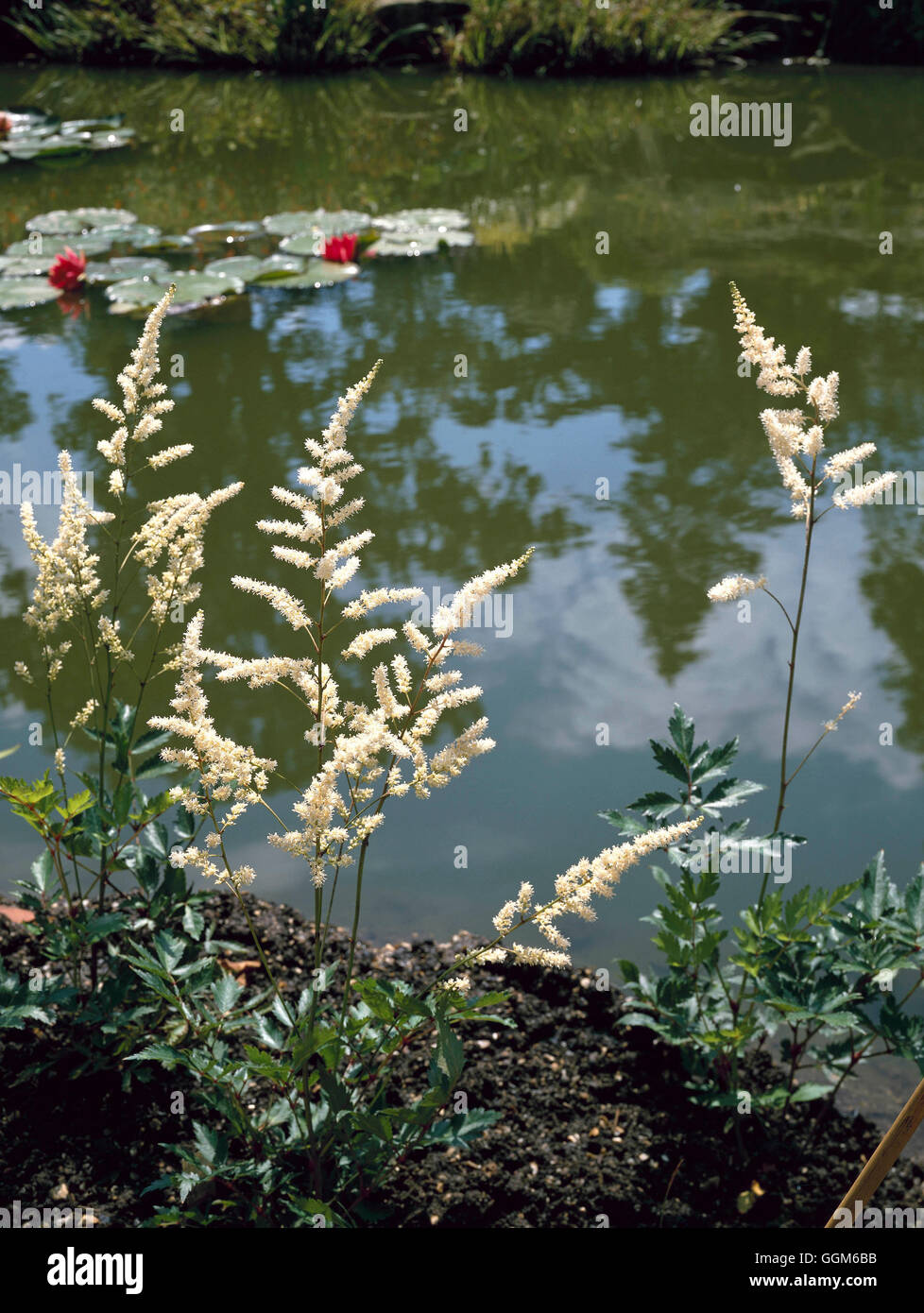 Title Page - Pool with Astilbe x arendsii 'Irrlicht' in foreground   TIT086264     Photos Horticultu Stock Photo