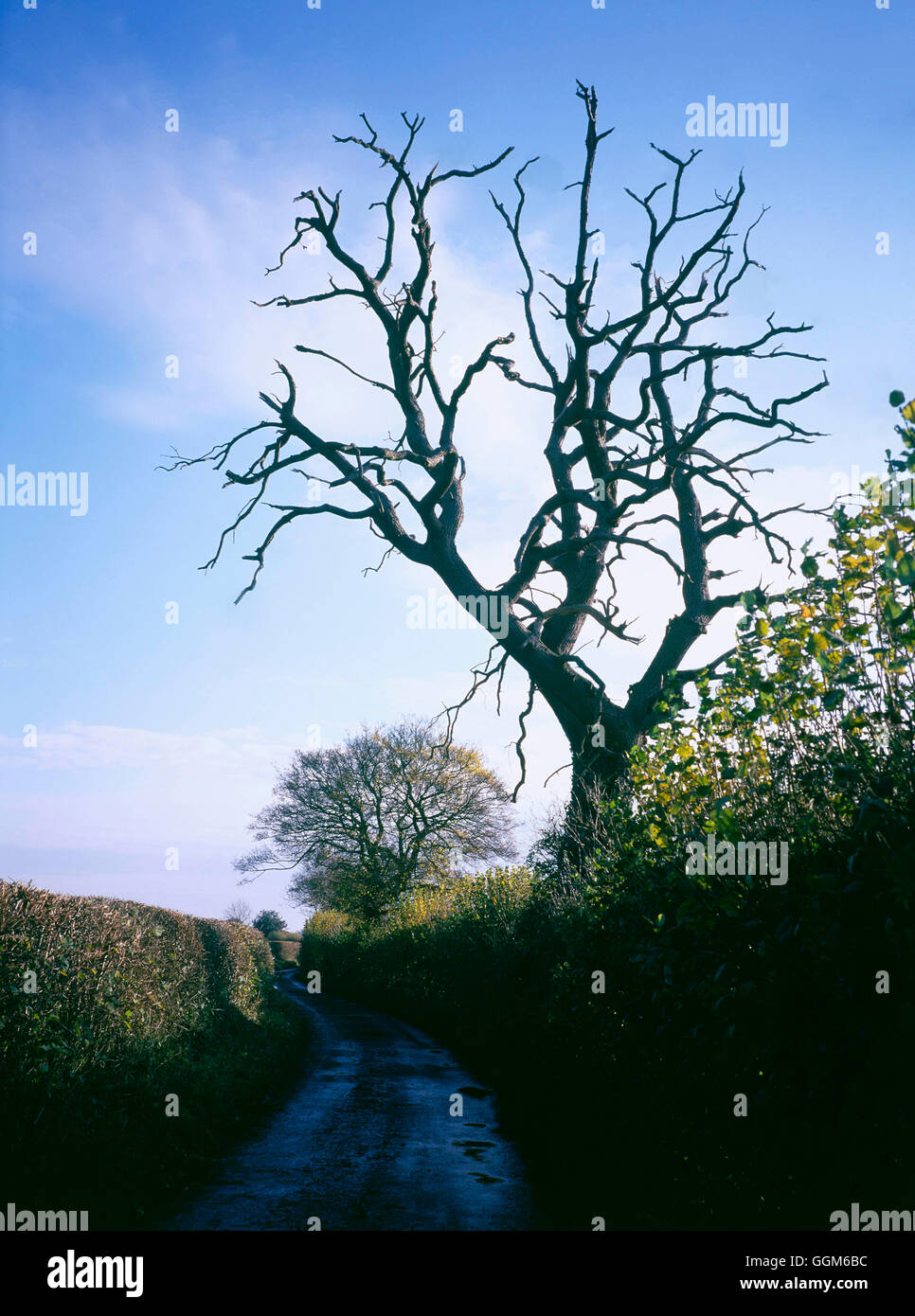 Title Page - Silhouette of dead tree against the winter sky.   TIT086969 Stock Photo