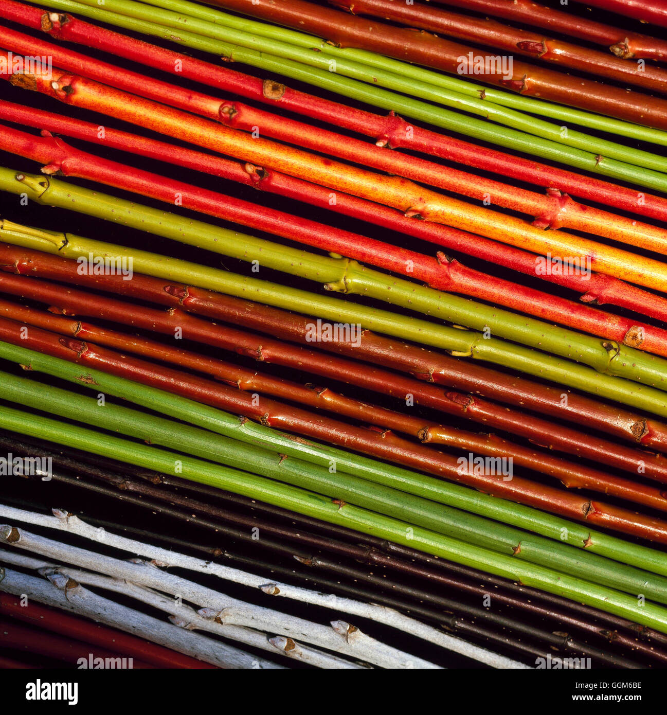Title Page- Winter colour from stems of Populus alba  Cornus sericea 'flaviramea' AGM  Cornus sanginea 'Midwinter Fire  Cornus a Stock Photo