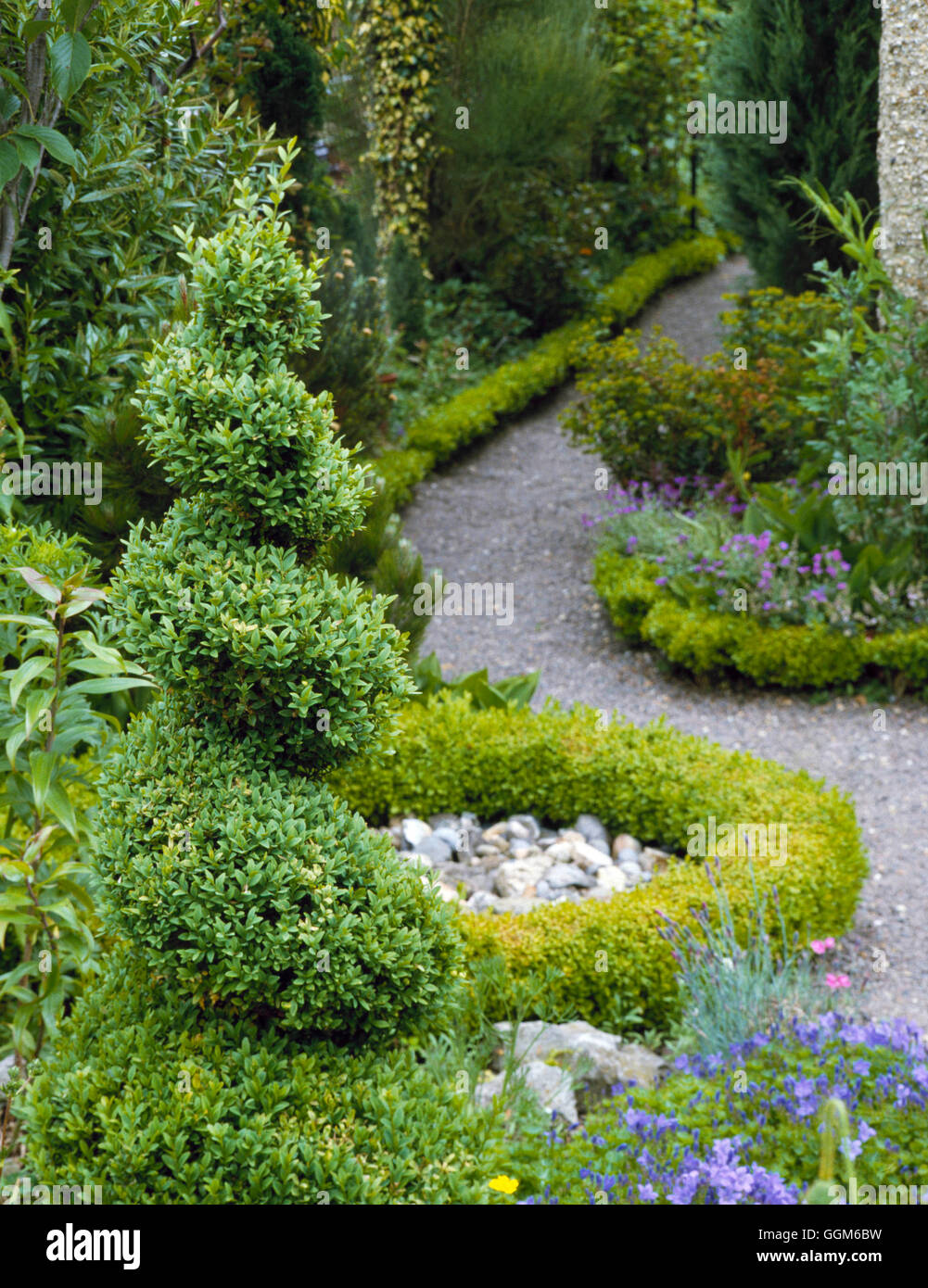 Topiary - Spiral in Box (Buxus)   TOP036729 Stock Photo