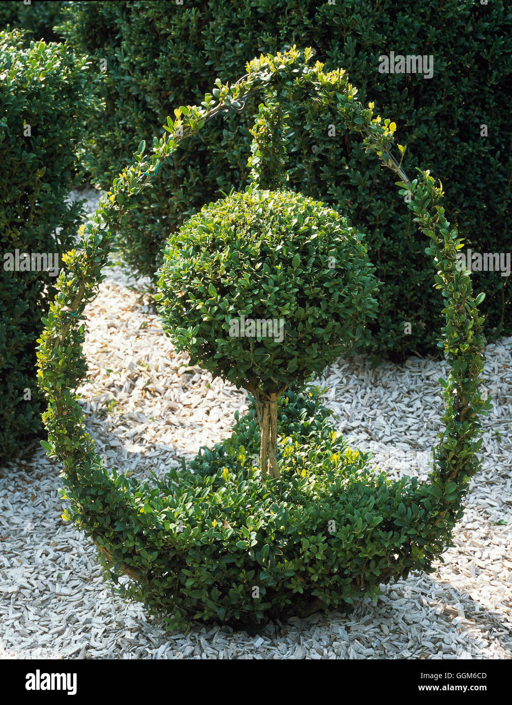 Topiary box hi-res stock photography and images - Alamy