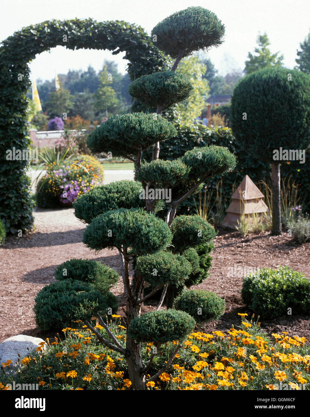 Topiary - of Juniperus virginiana 'Glauca' (30 years old)   TOP104975 Stock Photo