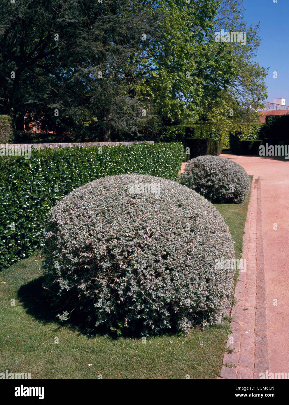 Topiary - Teucrium fruticans growing in Portugal   TOP106642 Stock Photo