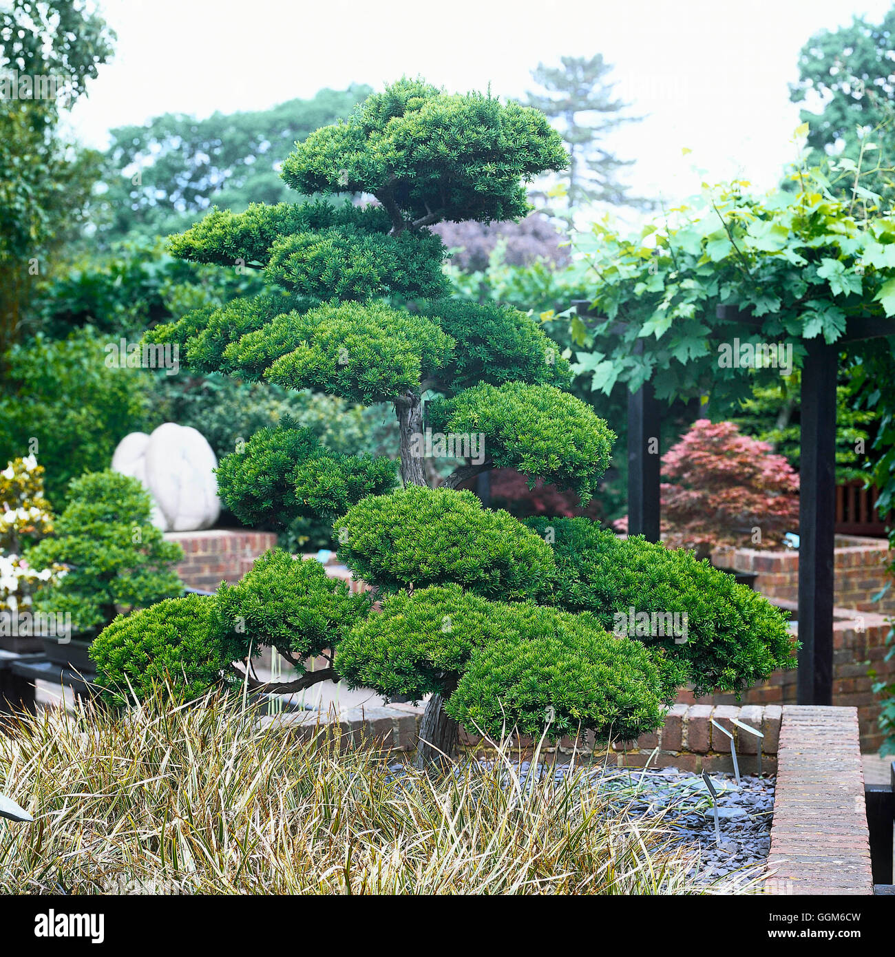 Topiary- - Cloud-pruned Japanese Yew - 65 years old- - (Taxus cuspidata)   TOP111273     Photos Hort Stock Photo