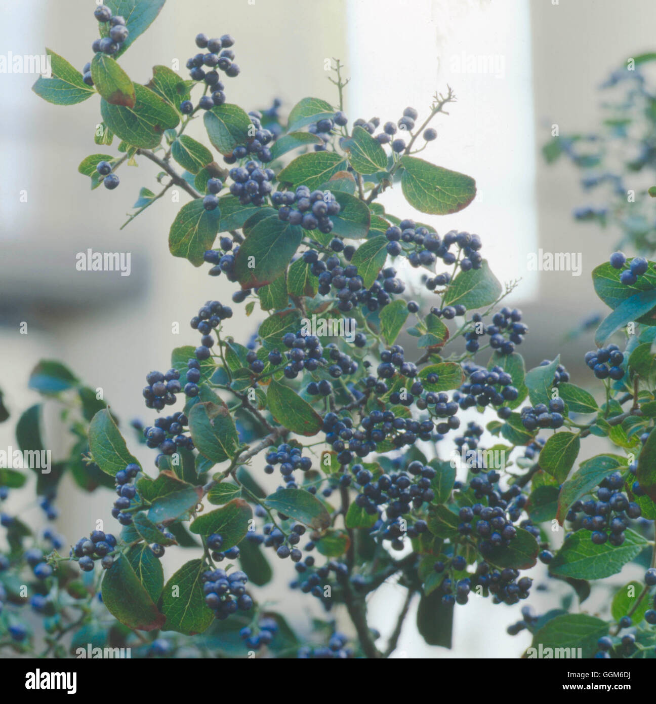 Symplocos paniculata - showing berries- - Sapphire Berry ''Asiatic Sweetleaf'''   TRS000203     P' Stock Photo