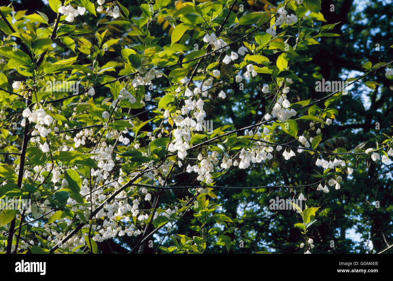 Halesia carolina - (Syn H. tetraptera)   TRS001266 Stock Photo