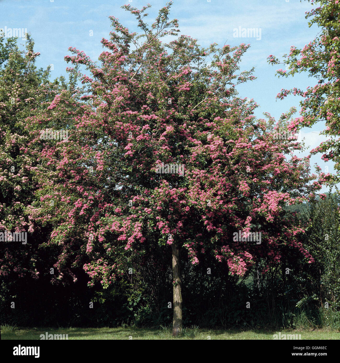 Crataegus laevigata - 'Rosea Flore Pleno' AGM   TRS001337 Stock Photo