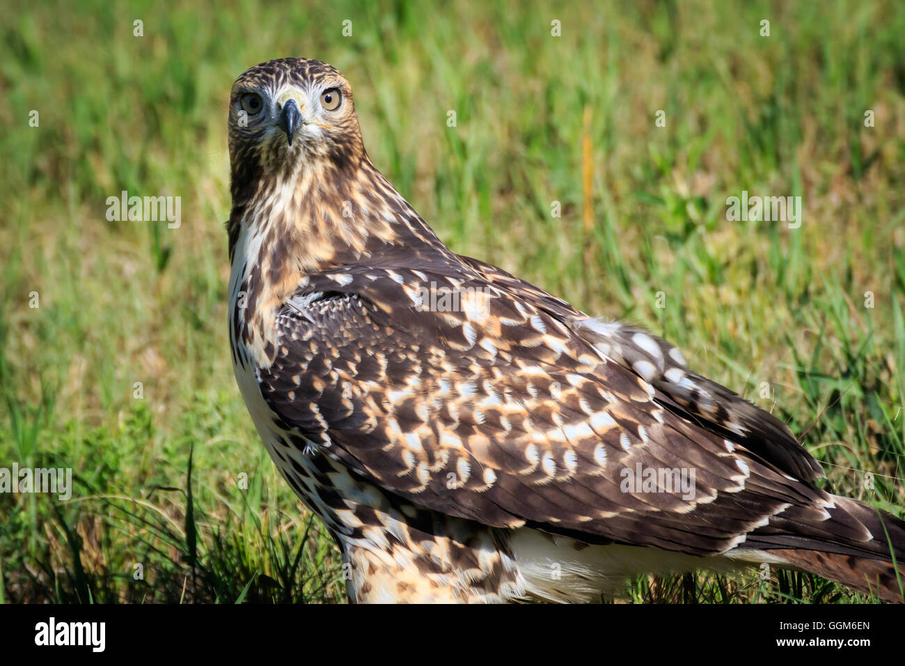 A young RedTail Hawk poses while sitting in a field Stock Photo Alamy