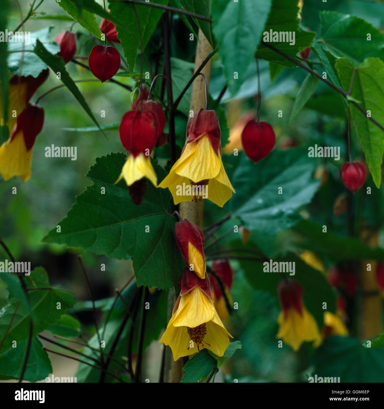 ABUTILON MEGAPOTAMICUM  AGM  Date: 18/08/2008  TRS002115 Stock Photo