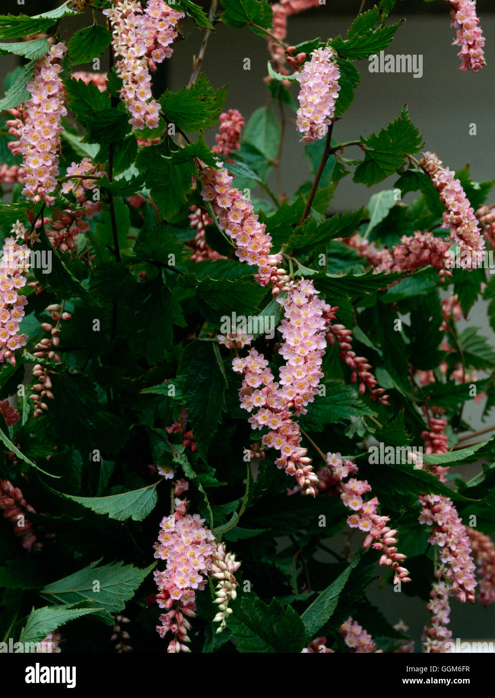 Neillia thibetica - (Syn N. longiracemosa)   TRS002543 Stock Photo