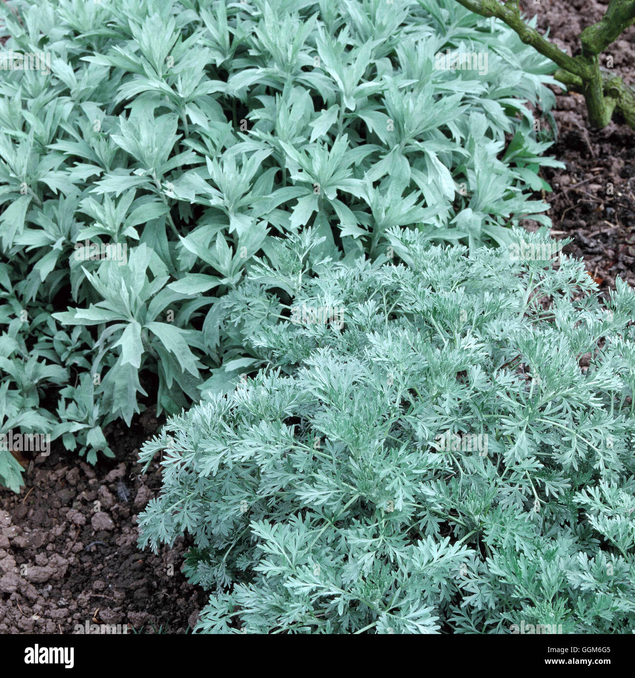 Artemisia absinthium - 'Lambrook Silver' AGM- with A. frigida AGM in background   TRS002719     Phot Stock Photo