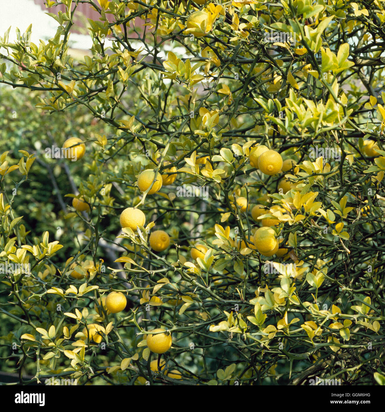 Poncirus trifoliata Japanese Bitter Orange TRS003435 Stock Photo Alamy